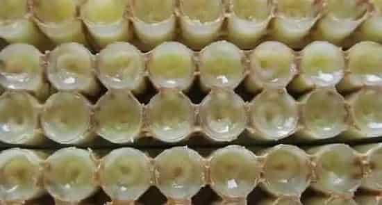 蜂王胎价格多少钱一瓶？