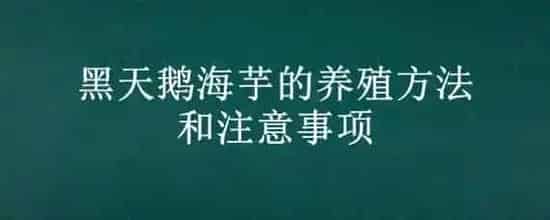 黑天鹅海芋的养殖方法和注意事项