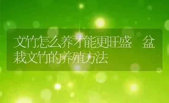文竹怎么养才能更旺盛 盆栽文竹的养殖方法 | 养殖资讯