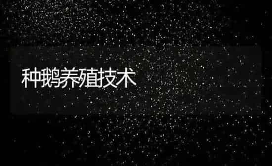 种鹅养殖技术 | 养殖资讯