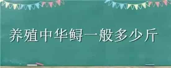 养殖中华鲟一般多少斤