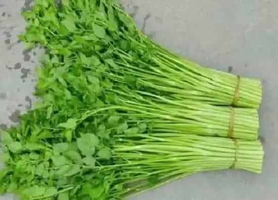 蔬菜|云南蔬菜品种大全 云南特色蔬菜品种及图片