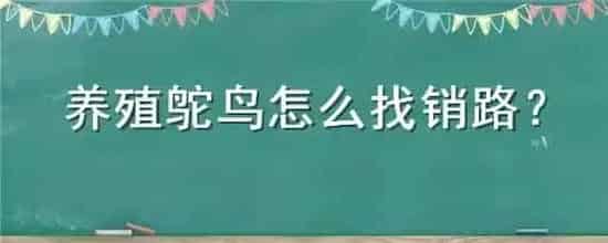 养殖鸵鸟怎么找销路