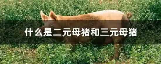 什么是二元母猪和三元母猪