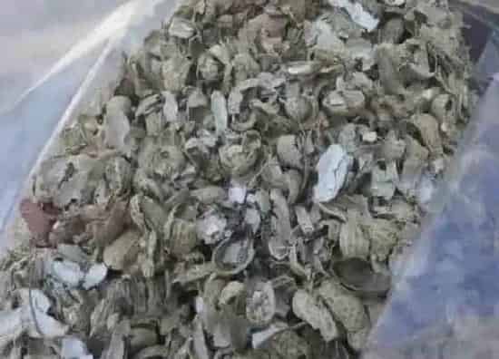 养花|花生壳可以种花吗