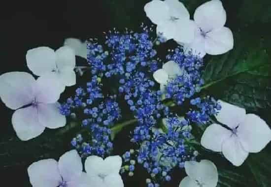 绣球花有毒吗 绣球花为何不开花?