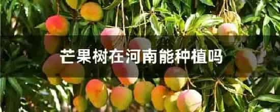 芒果树在河南能种植吗