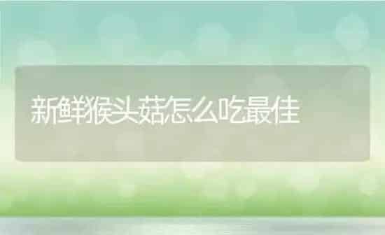 新鲜猴头菇怎么吃最佳 | 养殖资料投稿