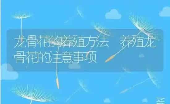龙骨花的养殖方法 养殖龙骨花的注意事项 | 养殖资料投稿