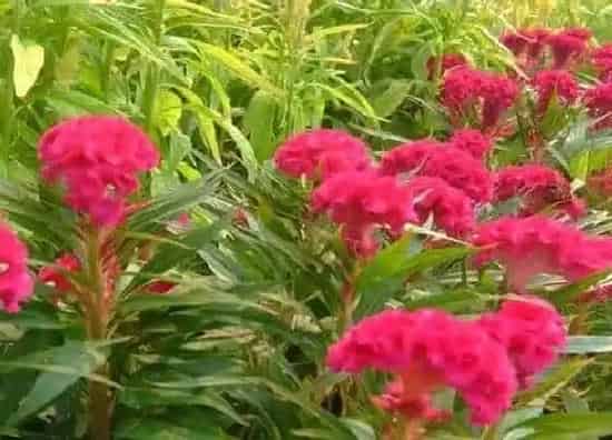 养花|花园适合种什么花