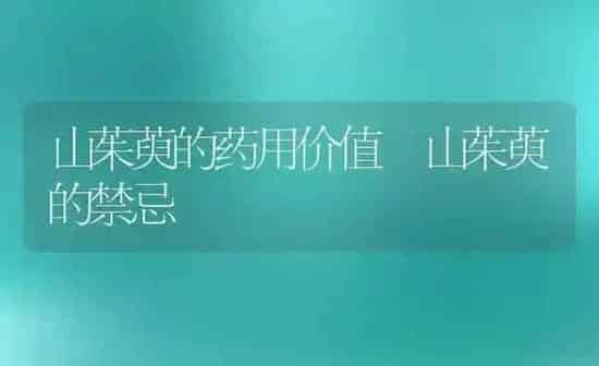 山茱萸的药用价值 山茱萸的禁忌 | 养殖资料投稿