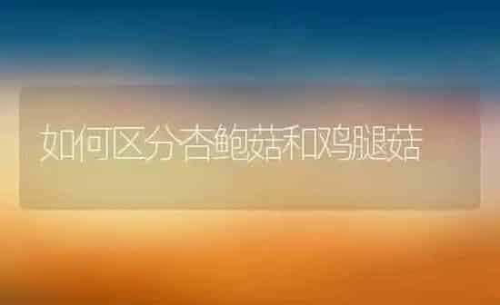如何区分杏鲍菇和鸡腿菇 | 养殖资料投稿