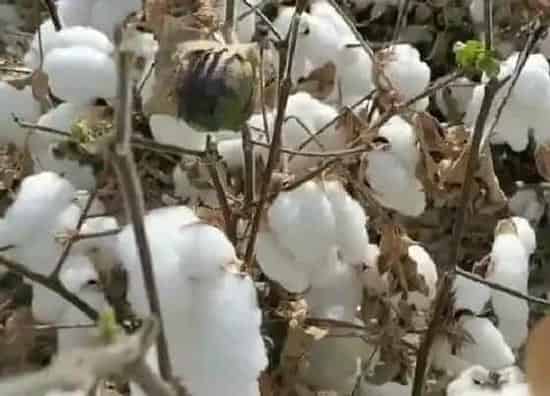 种植前景|长绒棉种植条件 生长的自然条件