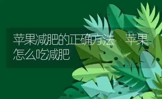苹果减肥的正确方法 苹果怎么吃减肥 | 养殖资料投稿