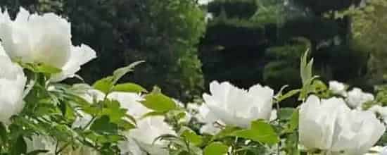 夫妻花的养殖方法