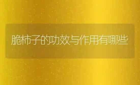 脆柿子的功效与作用有哪些 | 养殖资料投稿