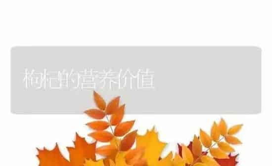 枸杞的营养价值 | 养殖资料投稿