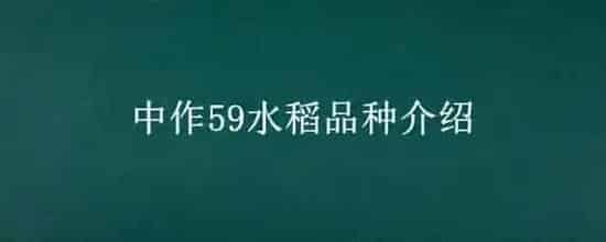 中作59水稻品种介绍