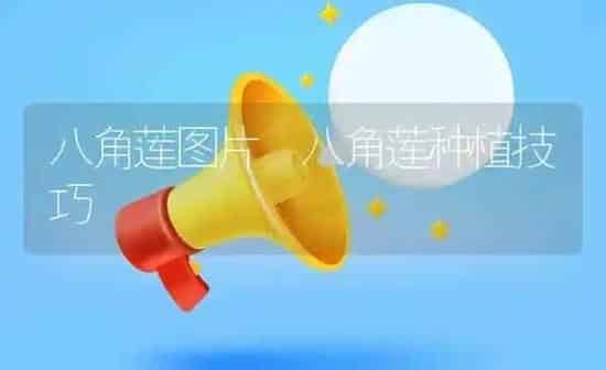 八角莲图片 八角莲种植技巧 | 养殖资料投稿
