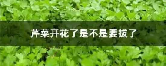芹菜开花了是不是要拔了
