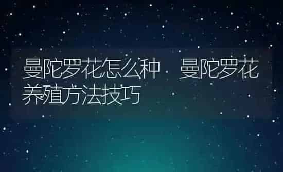 曼陀罗花怎么种 曼陀罗花养殖方法技巧 | 养殖资料投稿