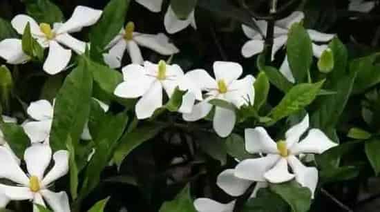 栀子花怎么养 栀子花的养殖方法