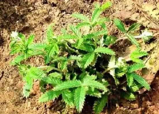 中药材|林下种植什么药材好 适合林下种植的中药材品种