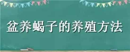 盆养蝎子的养殖方法