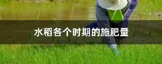 水稻各个时期的施肥量