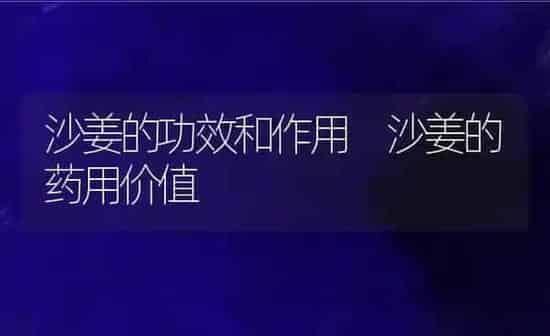 沙姜的功效和作用 沙姜的药用价值 | 养殖资料投稿