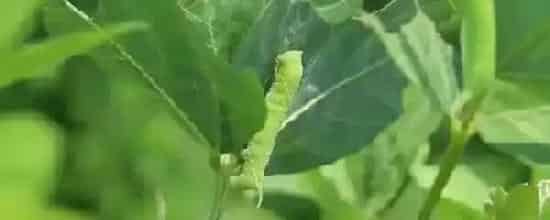 豆虫养殖技术养殖周期是多久