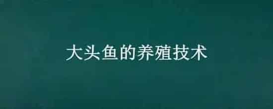 大头鱼的养殖技术