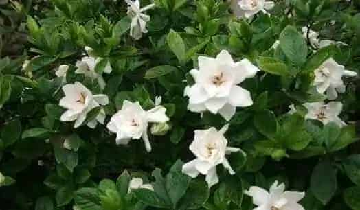 栀子花的养殖方法 养殖栀子花要注意什么