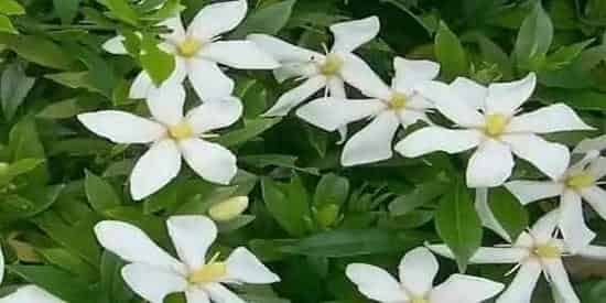 栀子花的养殖方法 养殖栀子花要注意什么