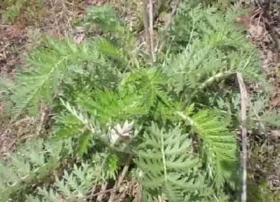中药材|林下种植什么药材好 适合林下种植的中药材品种