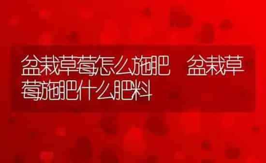 盆栽草莓怎么施肥 盆栽草莓施肥什么肥料 | 养殖资料投稿