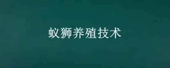 蚁狮养殖技术