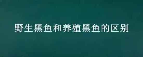 野生黑鱼和养殖黑鱼的区别