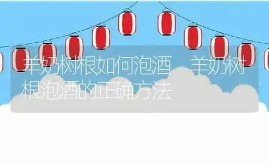羊奶树根如何泡酒 羊奶树根泡酒的正确方法 | 养殖资料投稿