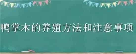 鸭掌木的养殖方法和注意事项