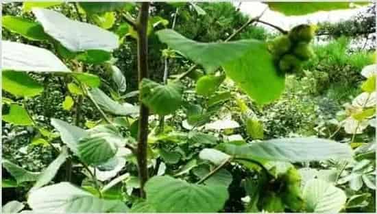 榛子的种植效益 | 养殖项目前景