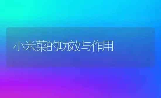 小米菜的功效与作用 | 养殖资讯