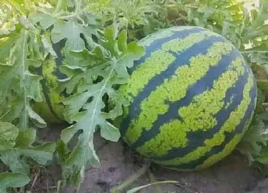 种菜|七月份适合种什么蔬菜