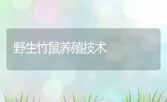 野生竹鼠养殖技术 | 养殖资讯