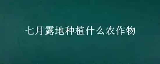 七月露地种植什么农作物