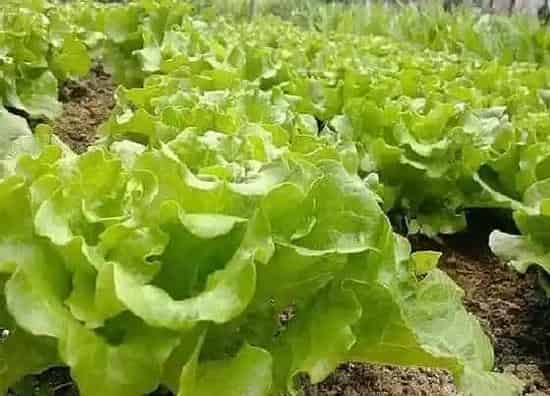种菜|七月份适合种什么蔬菜
