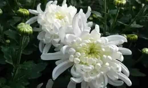 菊花的养殖方法和注意事项有哪些