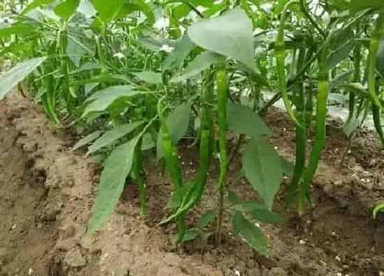 种菜|雨季好适合种什么蔬菜