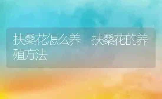 扶桑花怎么养 扶桑花的养殖方法 | 养殖资料投稿