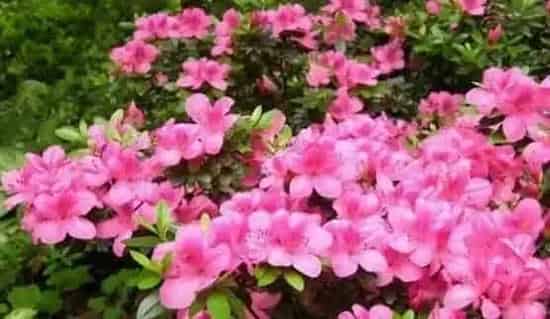 杜鹃花的养殖方法和注意事项有哪些